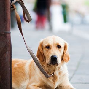 dog tied to a post unattended