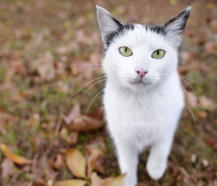 white kitty with black ears and green eyes sitting on leaves