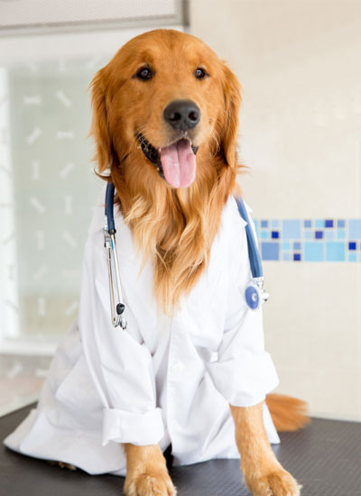 doctor retriever